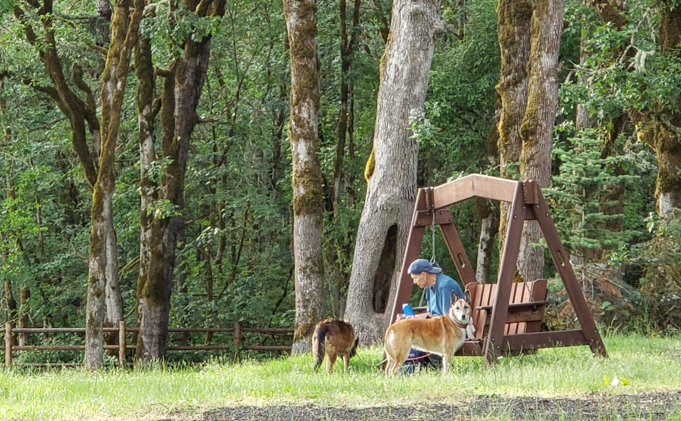 A person kneels, petting two dogs near a wooden swing in a grassy area with trees in the background.