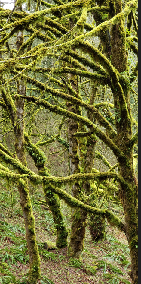 Trees with moss-covered branches in a lush green forest. Sunlight filters through the canopy.