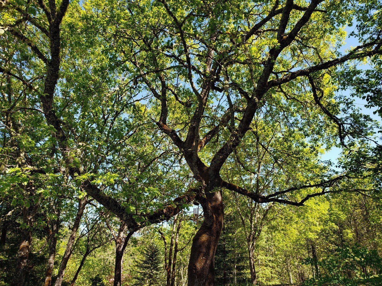 A large tree with green leaves and brown branches reaching towards a blue sky. Sunlight filters through the foliage.