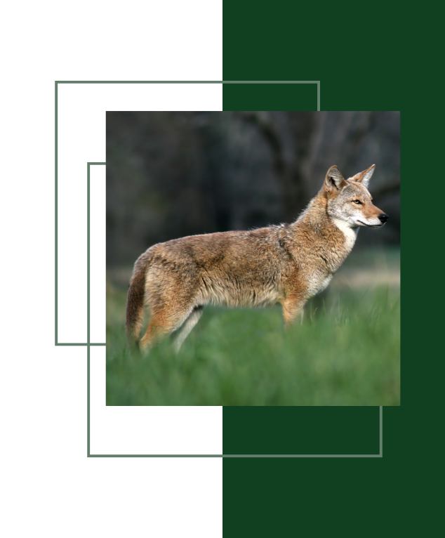 Coyote standing in green grass; background of trees, framed by white and dark green geometric shapes.