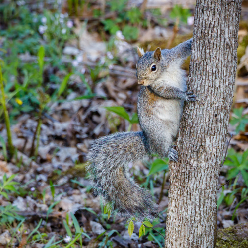 Squirrel clinging to a tree trunk, gray fur, looking back, tail curled, forest background.