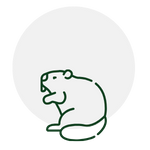Beaver icon inside a white circle, with green outline.