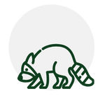 Green outline of a raccoon, foraging, against a gray circle background.
