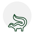 Green outline of a skunk on a white background.