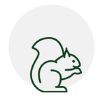 Green outline of a squirrel holding a nut, inside a light gray circle.