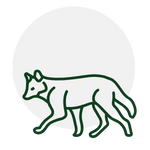 Green outline of a coyote walking to the left, inside a light grey circle.