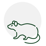 Green outline of a muskrat niside a gray circle.