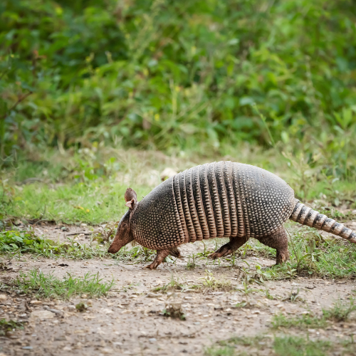 Armadillo walking on a dirt path with green foliage in the background.