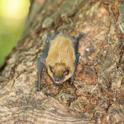 Bat clinging to a tree trunk; brown fur, dark wings, and face.