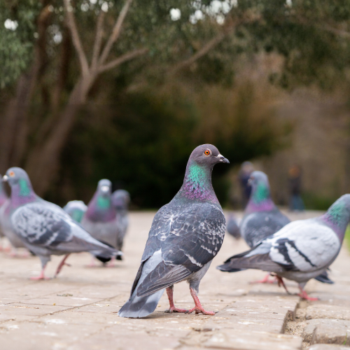 A flock of pigeons on a paved path in a park with trees in the background.