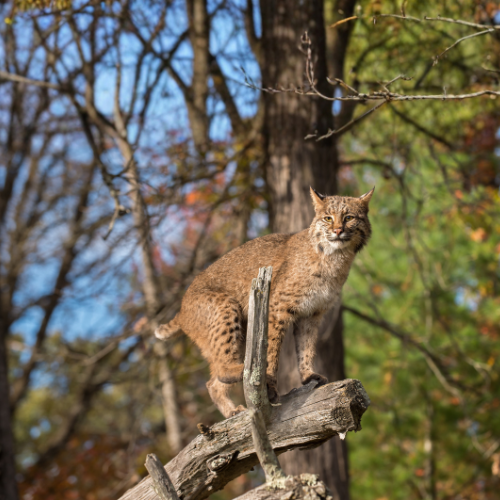 Bobcat perched on a log, looking forward in a forest. Brown fur, green and brown trees.