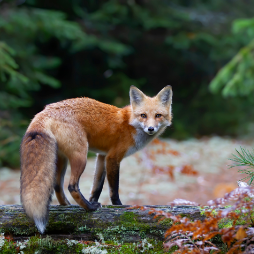 Red fox standing on a log, looking at the viewer. Orange fur, lush green forest background.