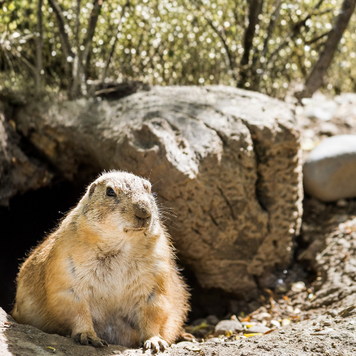 groundhog sits near its burrow entrance next to a large rock. It has tan fur and is looking left.