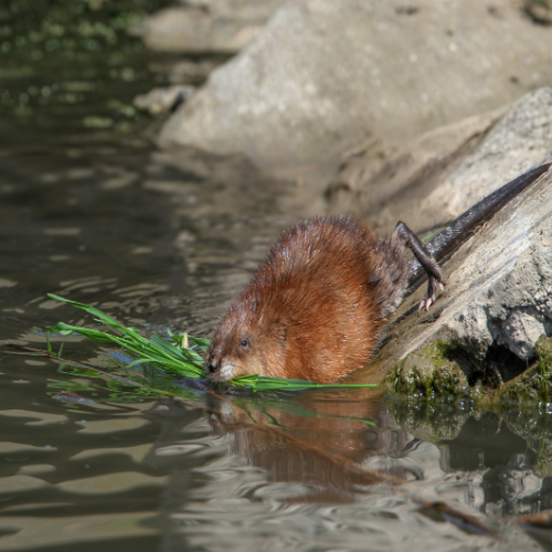 Muskrat in water eating greenery near a rocky bank. Brown fur, long tail visible.