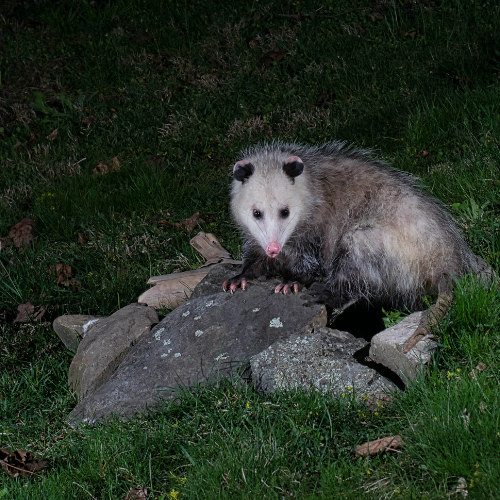 Opossum on rocks in grass, looking forward with pink nose and dark ears; night setting.