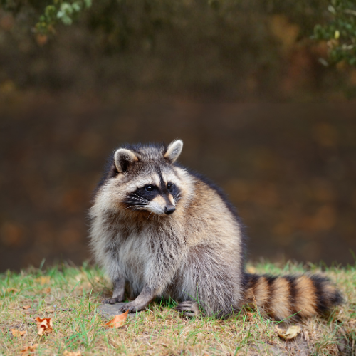 Raccoon with a black mask, sitting on grass, looking right with striped tail.