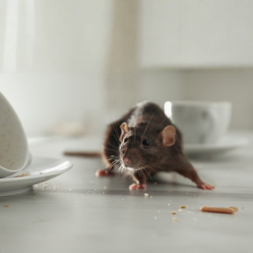 Brown rat on a white countertop near fallen dishes and crumbs, in a kitchen setting.
