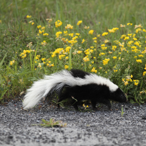 Skunk with black and white fur walks on a gravel path near yellow wildflowers.