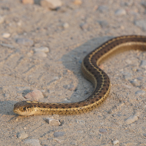 Garter snake with brown and yellow stripes on a dirt path.