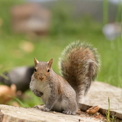 Squirrel perched on a tree stump, looking towards the camera, fluffy tail, outdoor setting.