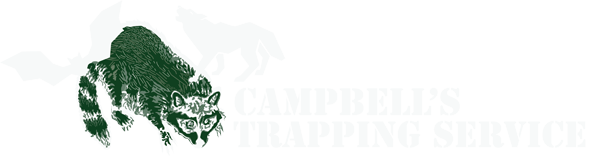 Green raccoon logo with text: Campbells Trapping Service.