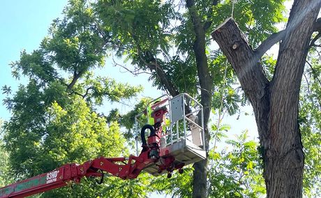 A man is cutting a tree with a crane.