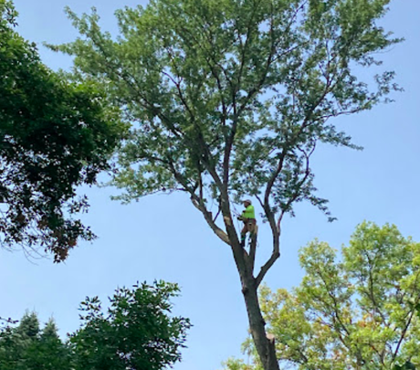 A man is climbing a tree with a chainsaw.