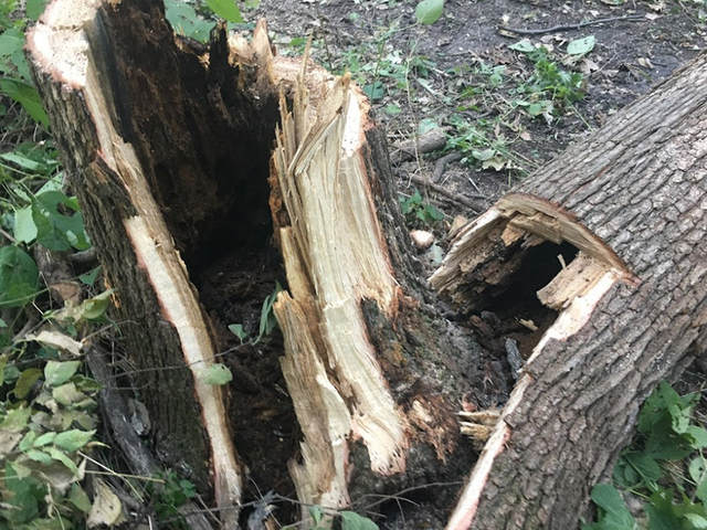 Tree and Stump Removal Council Bluffs Iowa
