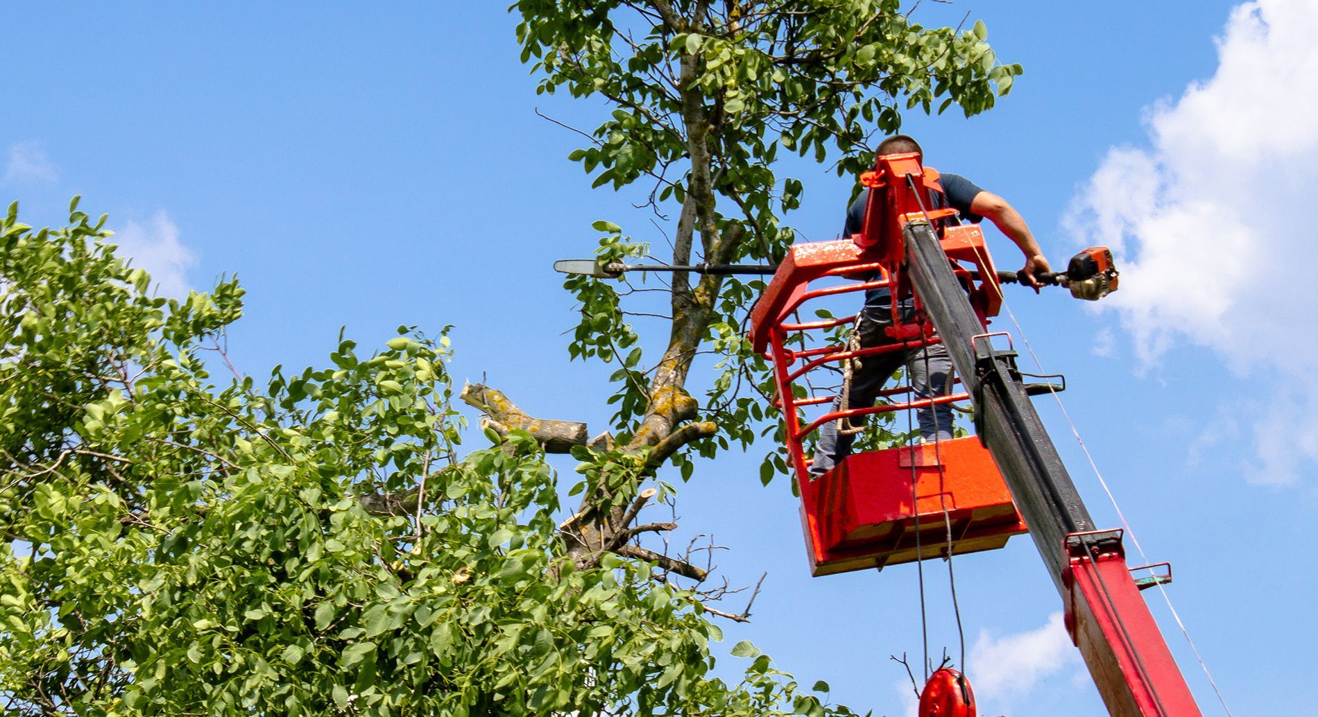 A tree trimming service worker uses a chainsaw from a lift bucket to prune a tree against a blue sky.