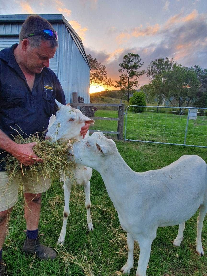 A Man Is Feeding Two White Goats In A Field — Maleny Hardware & Rural Supplies In Maleny, QLD