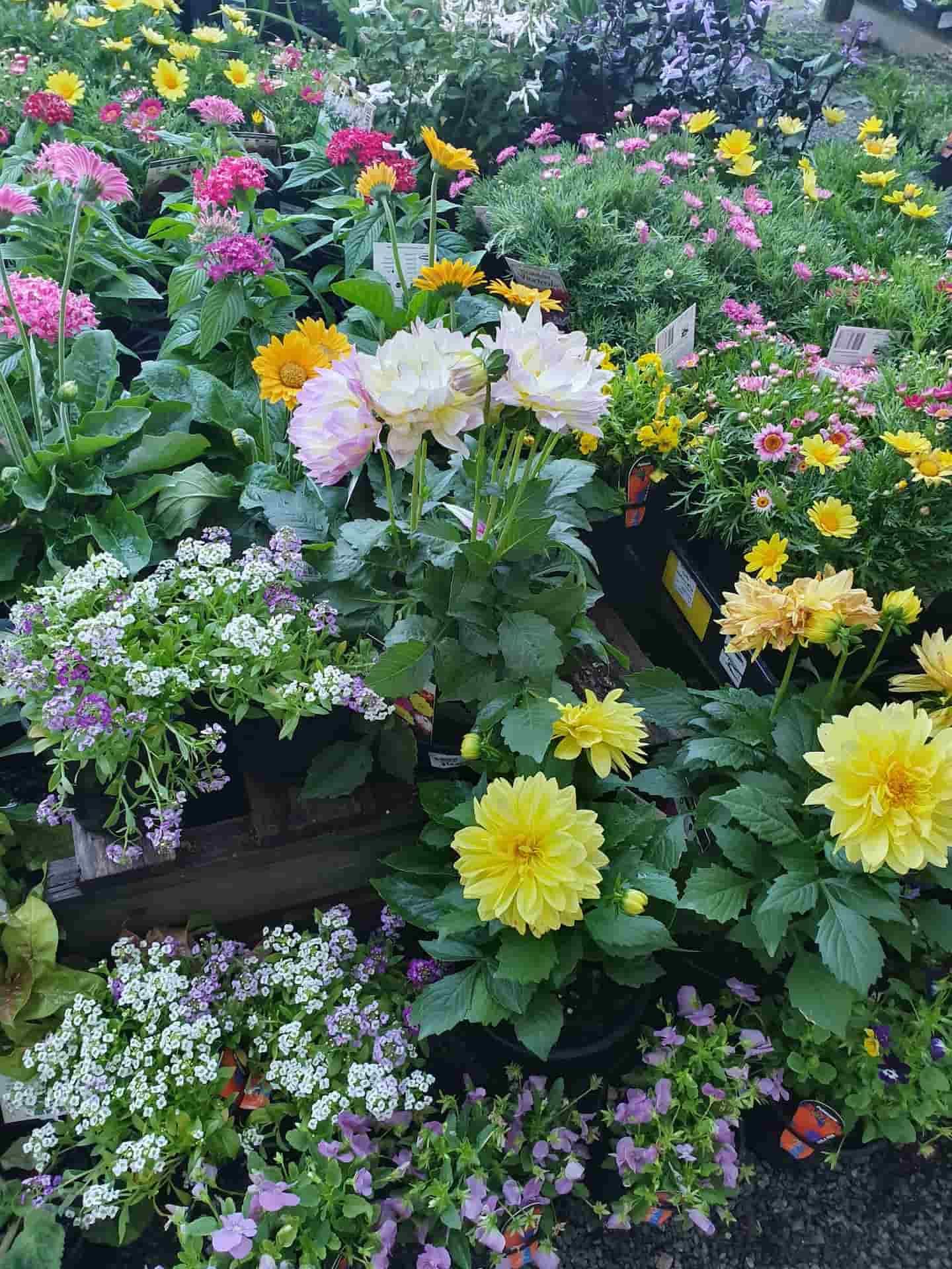 A Bunch Of Flowers Are Sitting On Top Of Each Other On A Table — Maleny Hardware & Rural Supplies In Maleny, QLD