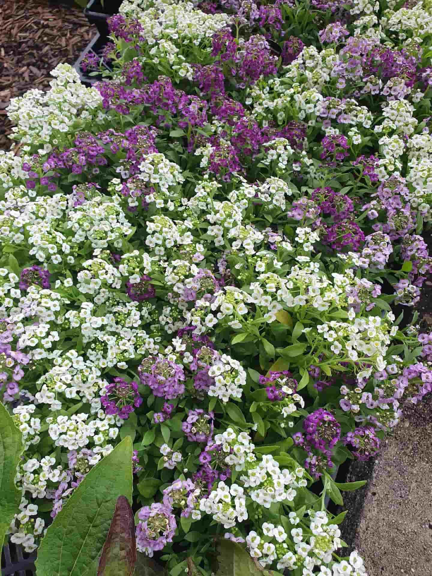 A Bunch Of Purple And White Flowers Are Growing In A Garden — Maleny Hardware & Rural Supplies In Maleny, QLD