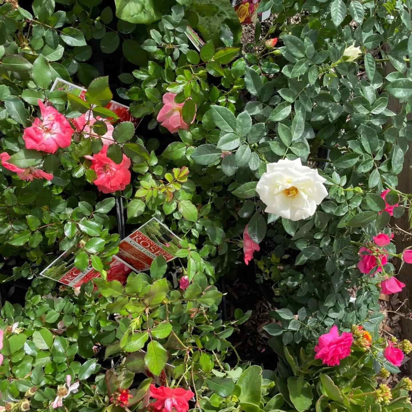 A White Rose Is Surrounded By Pink Roses And Green Leaves — Maleny Hardware & Rural Supplies In Sunshine Coast, QLD