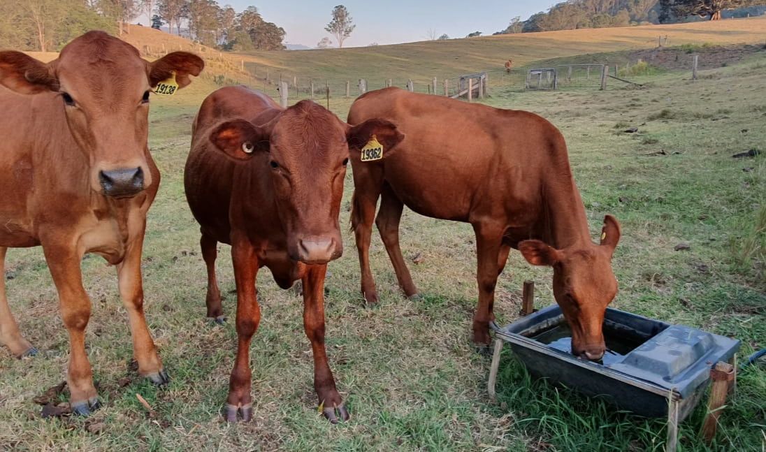 Three Brown Cows Are Grazing In A Grassy Field Next To A Water Trough — Maleny Hardware & Rural Supplies In Maleny, QLD