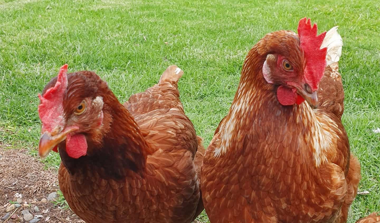 Two Brown Chickens Are Standing Next To Each Other In The Grass — Maleny Hardware & Rural Supplies In Maleny, QLD