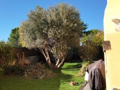 élagage d'arbre