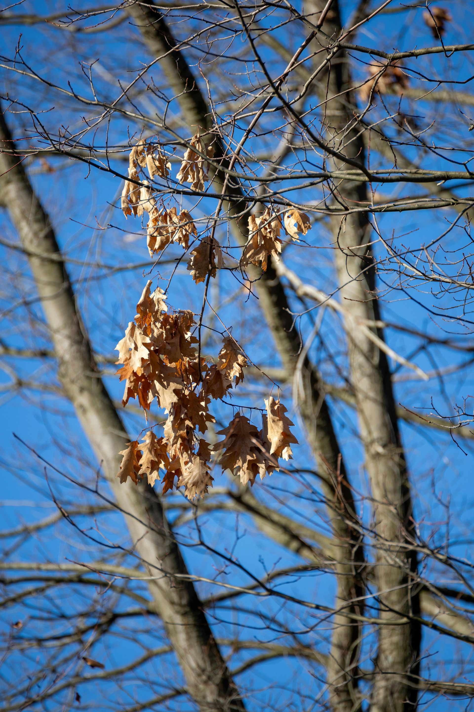 élagage-arbre-autour-de-Fuveau-13110