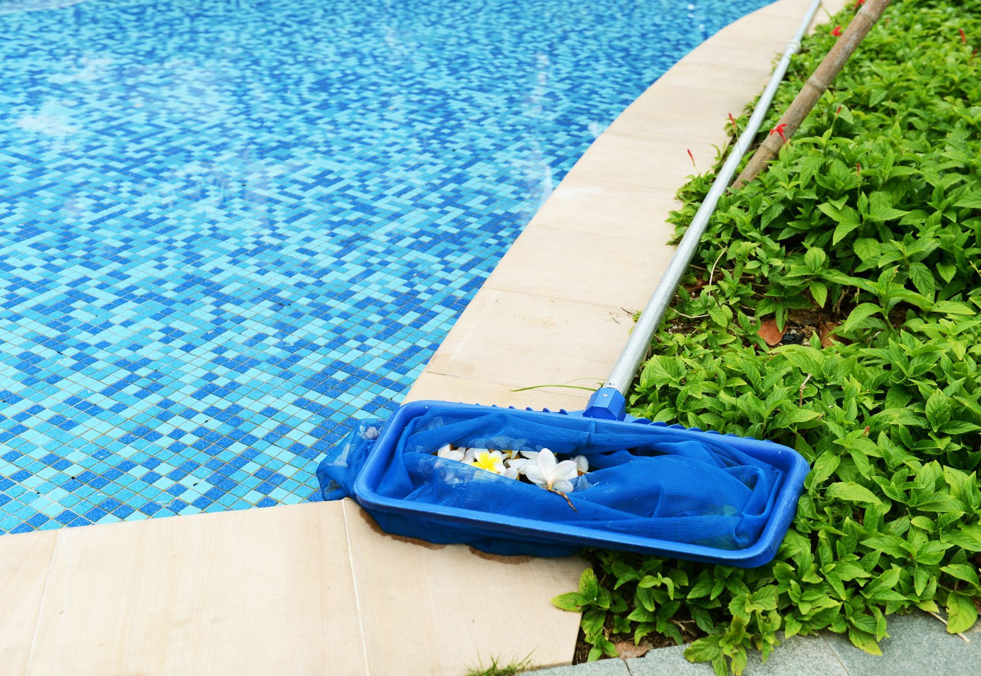 Pool skimmer in action, scooping debris from a blue tiled pool; green plants border the edge.