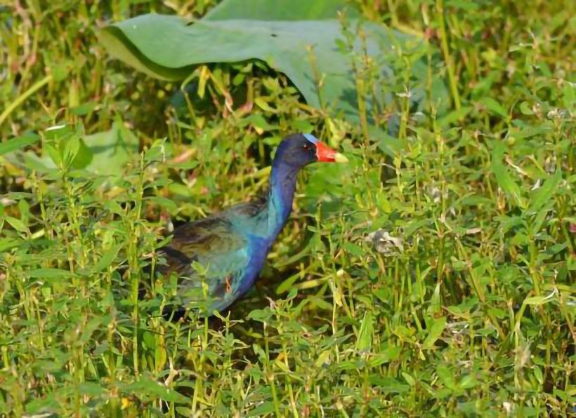 blue bird in marsh