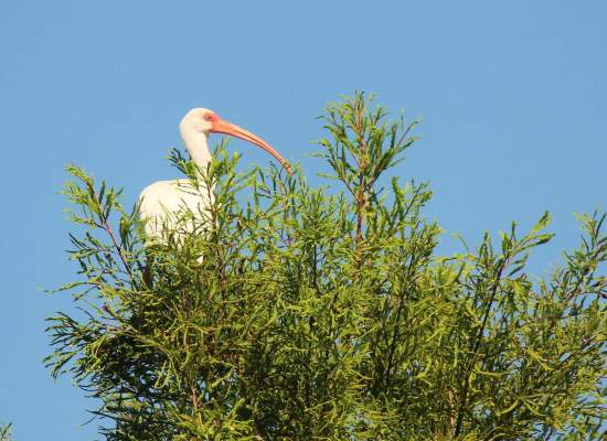 white ibis in tree