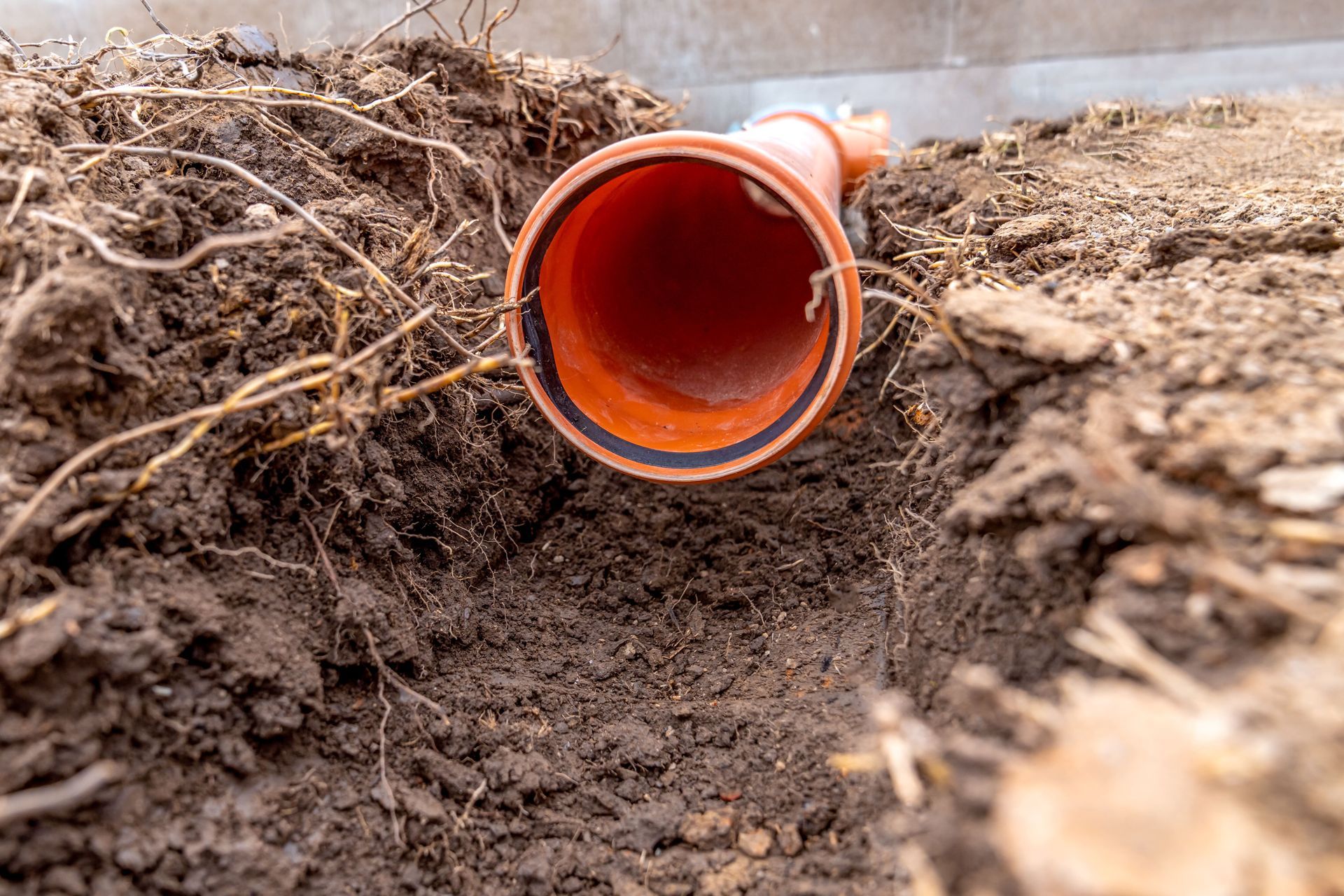 how to get rid of tree roots in a drain pipe