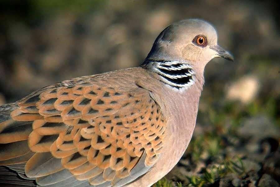 Turtle Dove hunting ban farmers cluster group supplementary feeding RSPB Operation Turtle Dove
