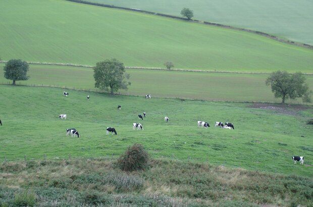 Cows on the hills near Rosebery topping.