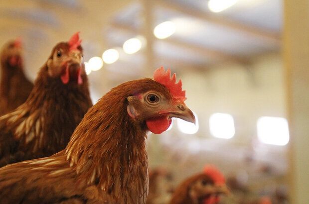 A close up of a distinguished looking chicken.