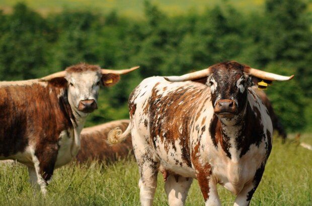 Long horn cattle looking towards the camera on a sunny day.