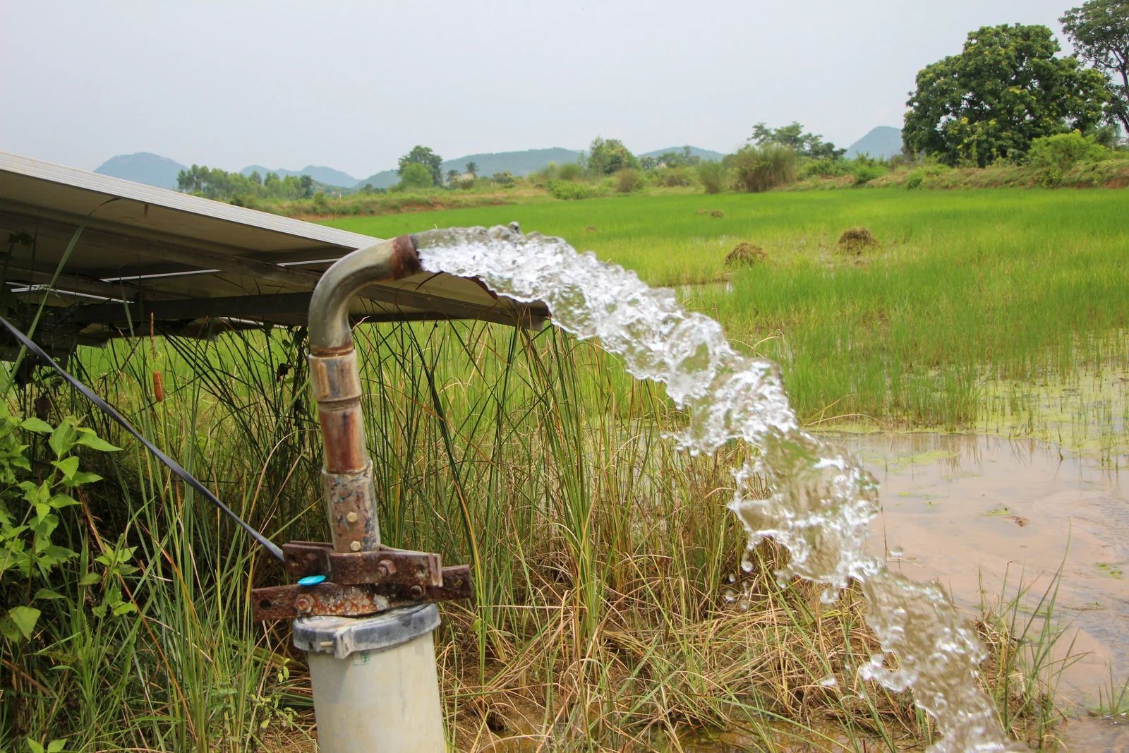 Water gushing from a well pipe into a rice field, likely for irrigation. Green fields and overcast sky.