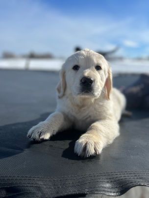 A white puppy is laying on top of a black surface