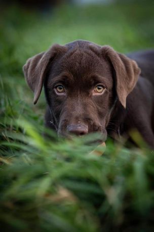 A brown puppy is laying in the grass and looking at the camera