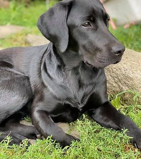 A black dog is laying on the grass next to a rock