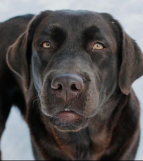 A close up of a brown dog looking at the camera